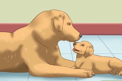 How to Stop Dogs from Biting