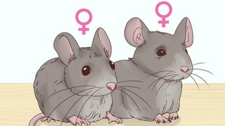 How to Keep Multiple Pet Mice