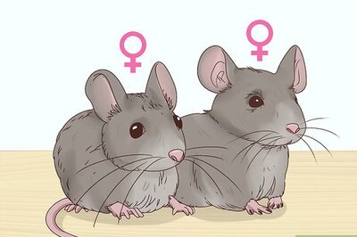 How to Keep Multiple Pet Mice