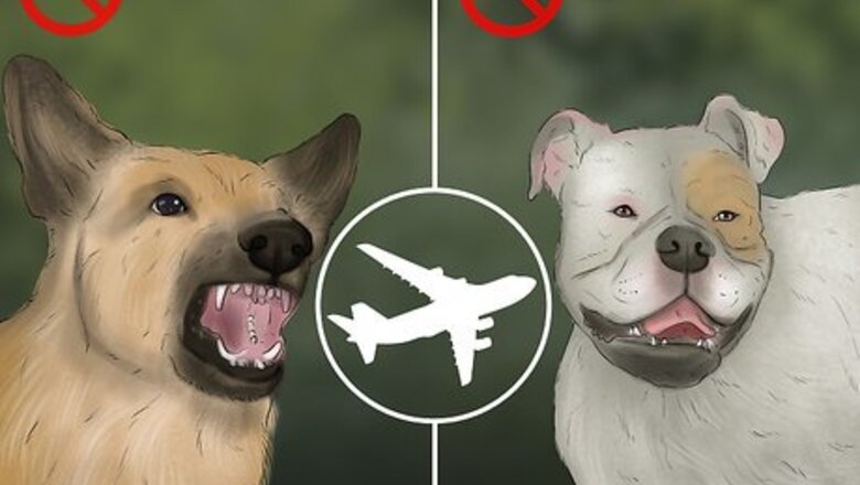 How to Travel Safely With Dogs