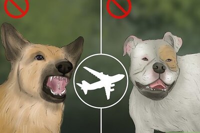 How to Travel Safely With Dogs
