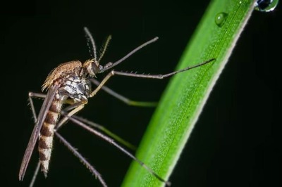 Camphor To Neem Leaves, Say Goodbye To Mosquitoes With These DIY Hacks