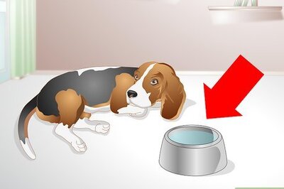 How to Get a Sick Dog to Drink