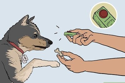 How to Teach a Dog to Smile