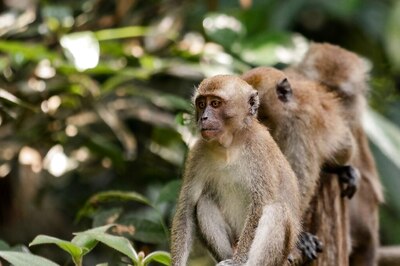 City of The Apes: Plans to Build Mini-City for 30,000 Monkeys in Town of 14,000 People Angers Residents