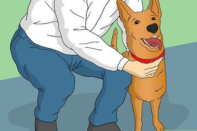 How to Train Your Dog to Shake Its Head