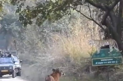 Watch: Tiger Runs Into His Majestic Cut Out At Pilibhit Reserve