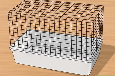 How to Care for Palomino Rabbits