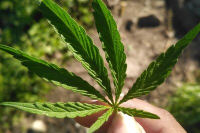 Cannabis Exposure Can Alter Sperm