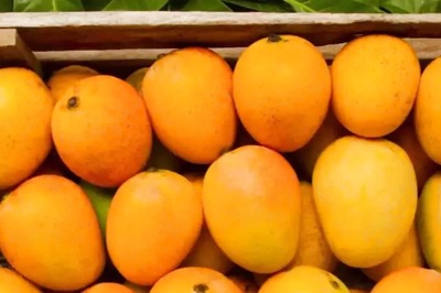 This Kerala Mango Variety First From The State To Get GI Tag