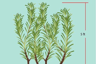 How to Identify Rosemary