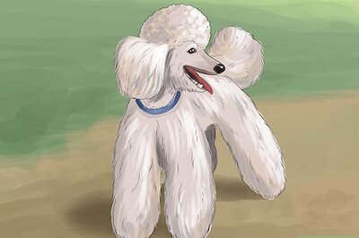 How to Select a Toy Poodle