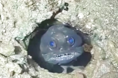 Video Of Sea Adventurer's Encounter With Deadly Black Jawfish Viral