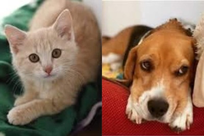 Hyderabad Duo Rolls Out Cab Service for Pets and Stray Animals in the City
