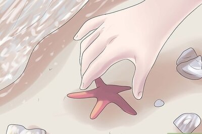 How to Preserve a Starfish for a Decoration