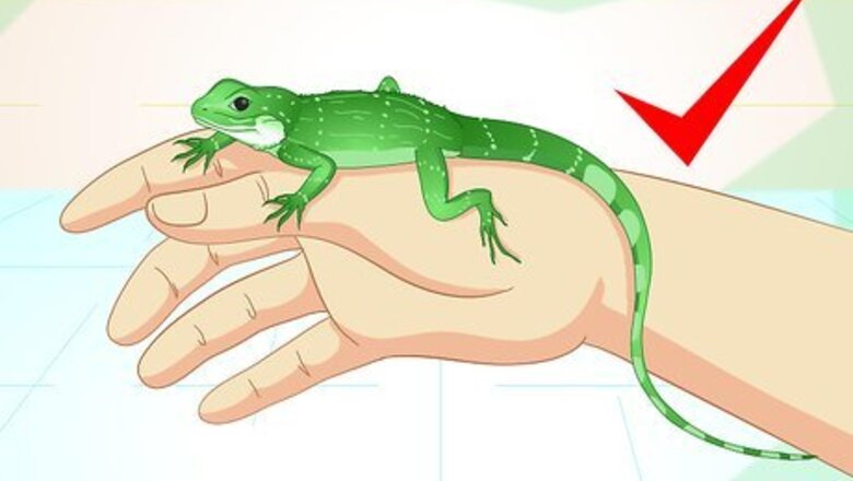 How to Take Care of a Chinese Water Dragon