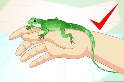 How to Take Care of a Chinese Water Dragon