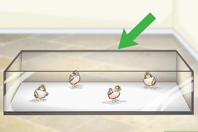 How to Care for Quail Chicks