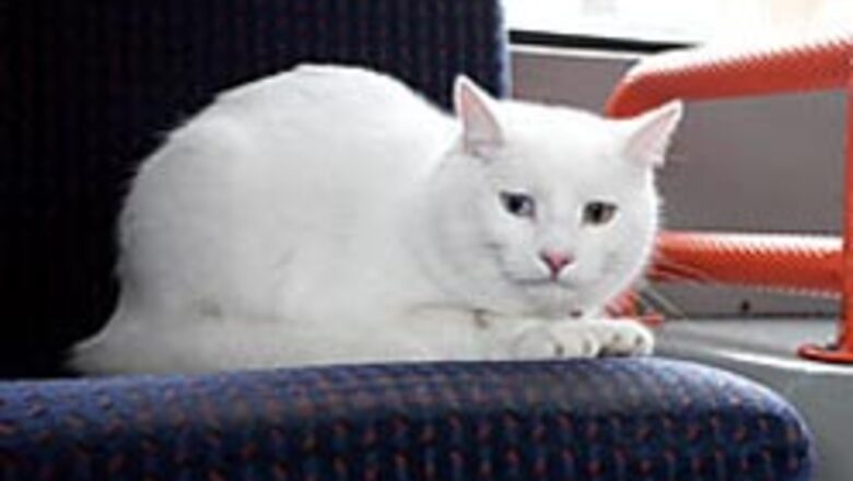 Mystery cat takes bus to fish-shop