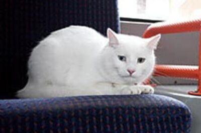 Mystery cat takes bus to fish-shop
