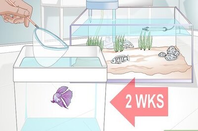 How to Add a Betta to a Community Tank