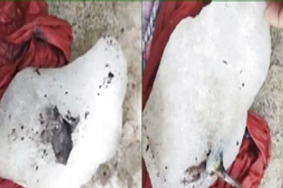 Frozen Rat Found In Ice Of Factory That Supplies To Hotels, Restaurants In Pune; Vendors Shocked