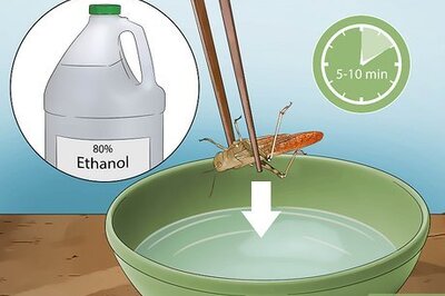 How to Preserve Insects in Resin