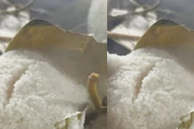 Road Trip To Visakhapatnam? Don't Miss THIS Hotel On Your Way Through Rajahmundry