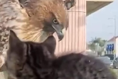 This Eagle Vs Cat Video Has 20 Million Views