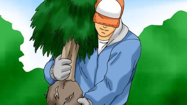 How to Plant a Living Christmas Tree