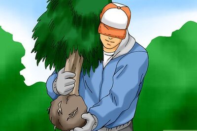 How to Plant a Living Christmas Tree