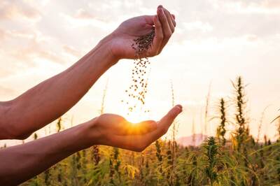 Tiny Powerhouses For Women: Hemp Seeds And Their Incredible Benefits