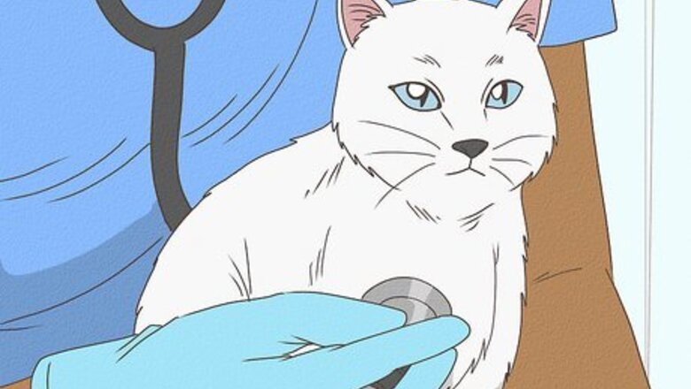 How to Give Steroids to Cats with Inflammation