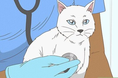 How to Give Steroids to Cats with Inflammation