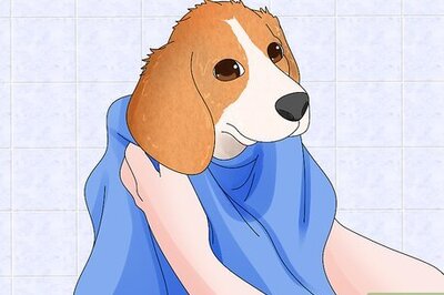 How to Dry a Dog