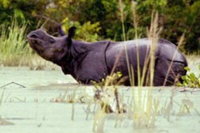 Kaziranga Park under Project Tiger now