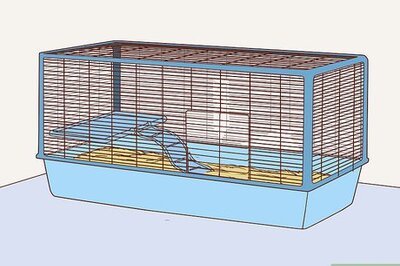 How to Help Your Guinea Pig Live a Long Life