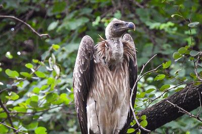 Message from Bangladesh? Vulture With Peculiar Markings Causes Stir in Jharkhand