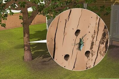 How to Get Rid of All Insects in Your Yard