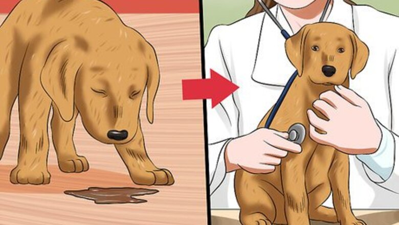 How to Treat Canine Coronavirus