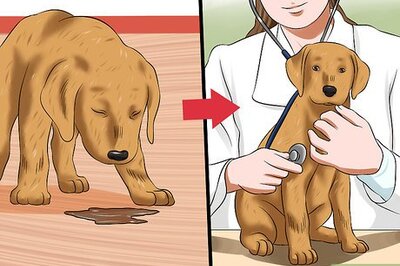 How to Treat Canine Coronavirus
