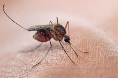 How Malaria is Forcing Evolution in White Blood Cells in Humans