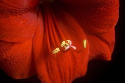 How to Add a Color Palette in Photoshop from a Photograph