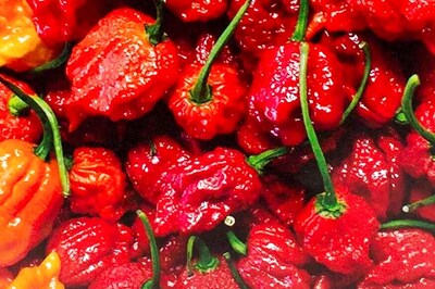 World's Hottest Chilli Pepper Gives Man 'Thunderclap' Headaches