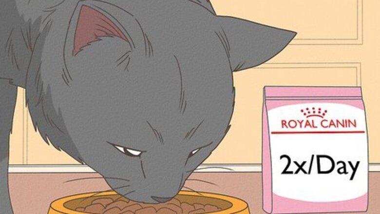 How to Care for a Russian Blue