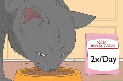How to Care for a Russian Blue