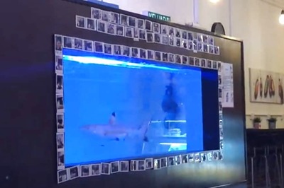 Video of Shark in Malaysia Restaurant Aquarium Sparks Outrage