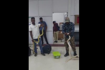 WATCH | 22 Snakes, 1 Chameleon Found in Woman Passenger's Bag at Chennai Airport; Arrested