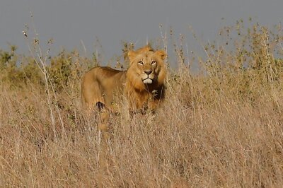 11 Lions Found Dead in Gir in 10 Days, Gujarat Govt Orders Inquiry