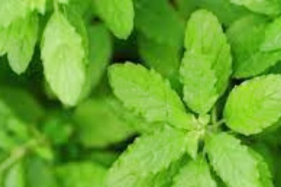 5 Herbs To Improve Your Respiratory Health
